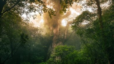 3,000 Year Old Cedar Tree Knocked Over By Typhoon Shanshan In Japan: Report
