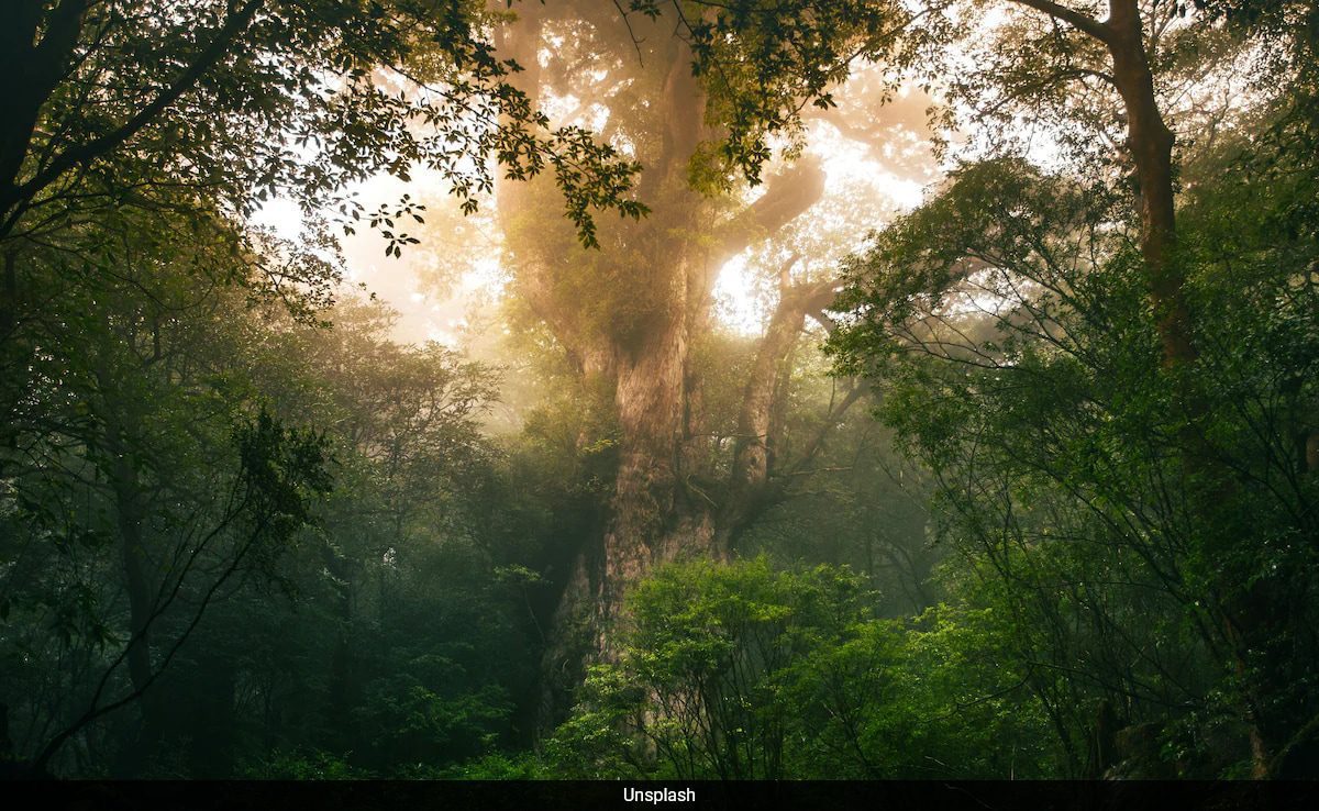 3,000 Year Old Cedar Tree Knocked Over By Typhoon Shanshan In Japan: Report