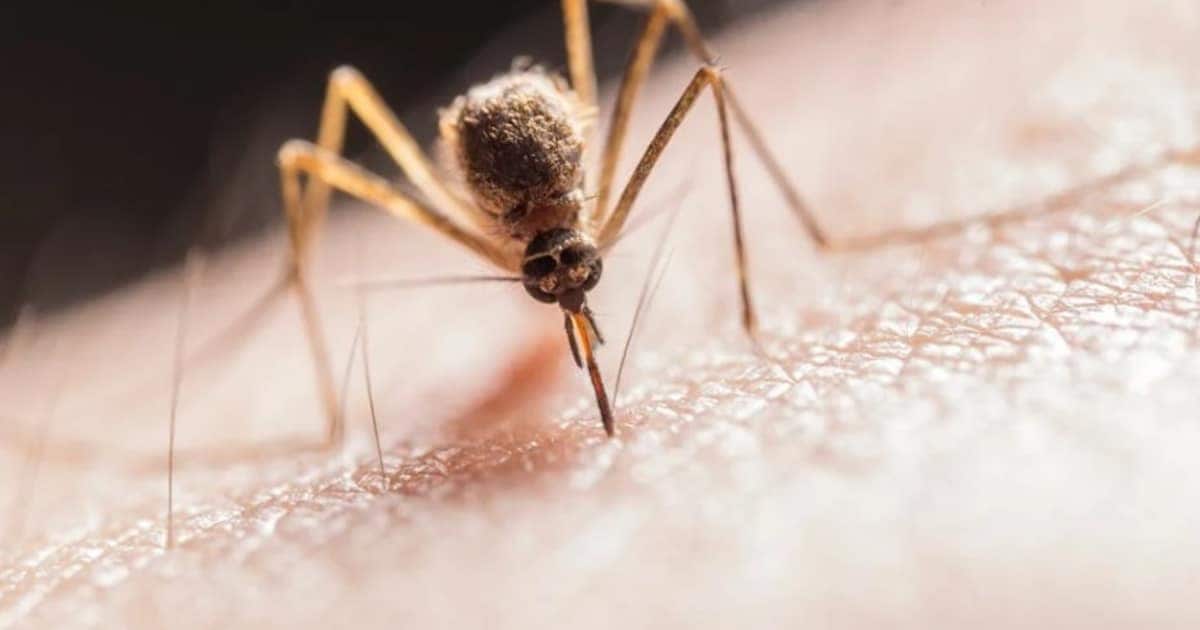 Indian Immunologicals Sign Pact For Clinical Development Of Zika Vaccine