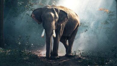 Woman, 65, Killed By Wild Elephant That Previously Claimed 4 Lives In Korba