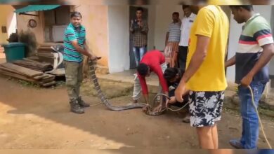 Video: 11 Foot King Cobra Rescued From House In Odisha