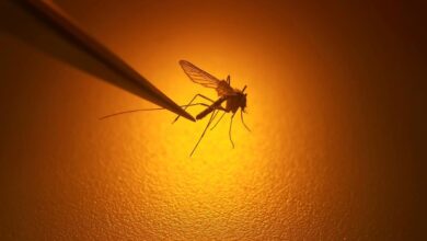 Warmer Summers Could Mean Zika And Dengue Move Into Canada, Experts Warn