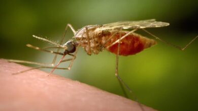 Ottawa Resident Dies From Rare And Deadly Mosquito Borne Virus