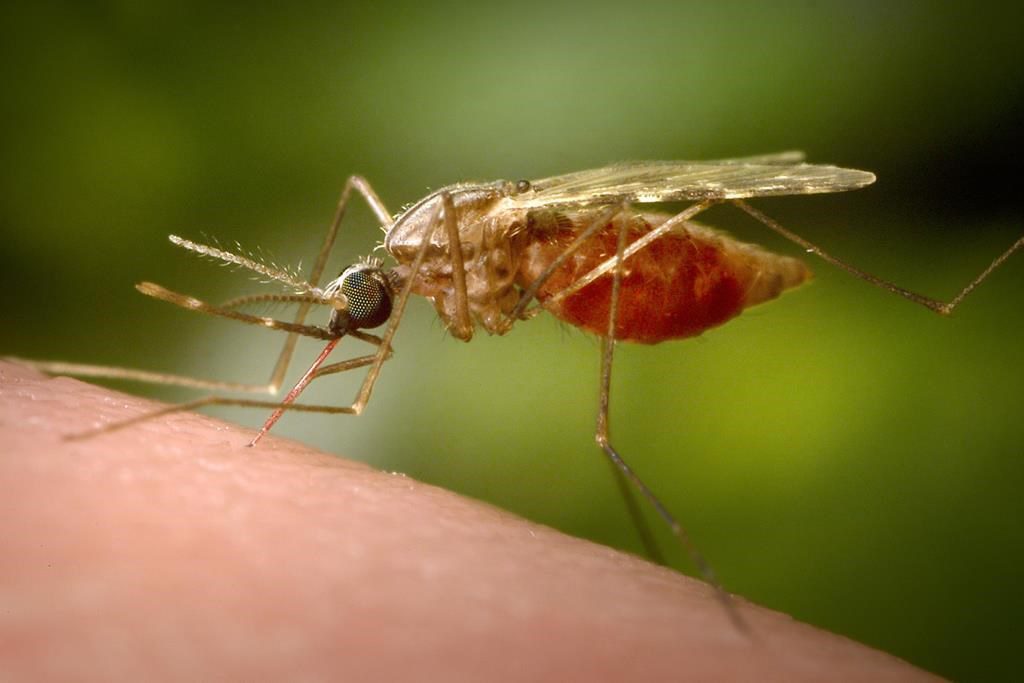 Ottawa Resident Dies From Rare And Deadly Mosquito Borne Virus