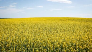 Canada’s Canola Sector May See ‘billion Dollar Hit’ In China Probe: Report