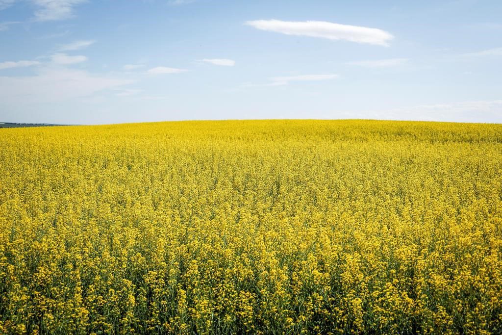Canada’s Canola Sector May See ‘billion Dollar Hit’ In China Probe: Report