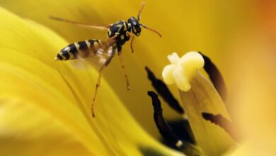 Diet And Demographics Behind Wasp Outbreak On Prairies