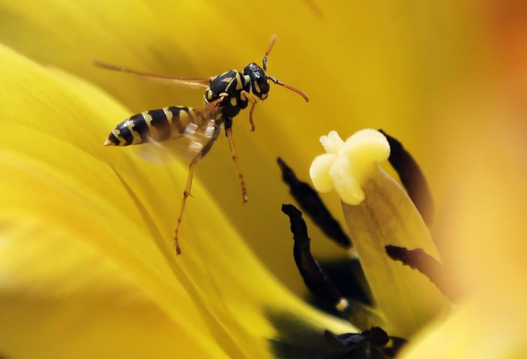 Diet And Demographics Behind Wasp Outbreak On Prairies