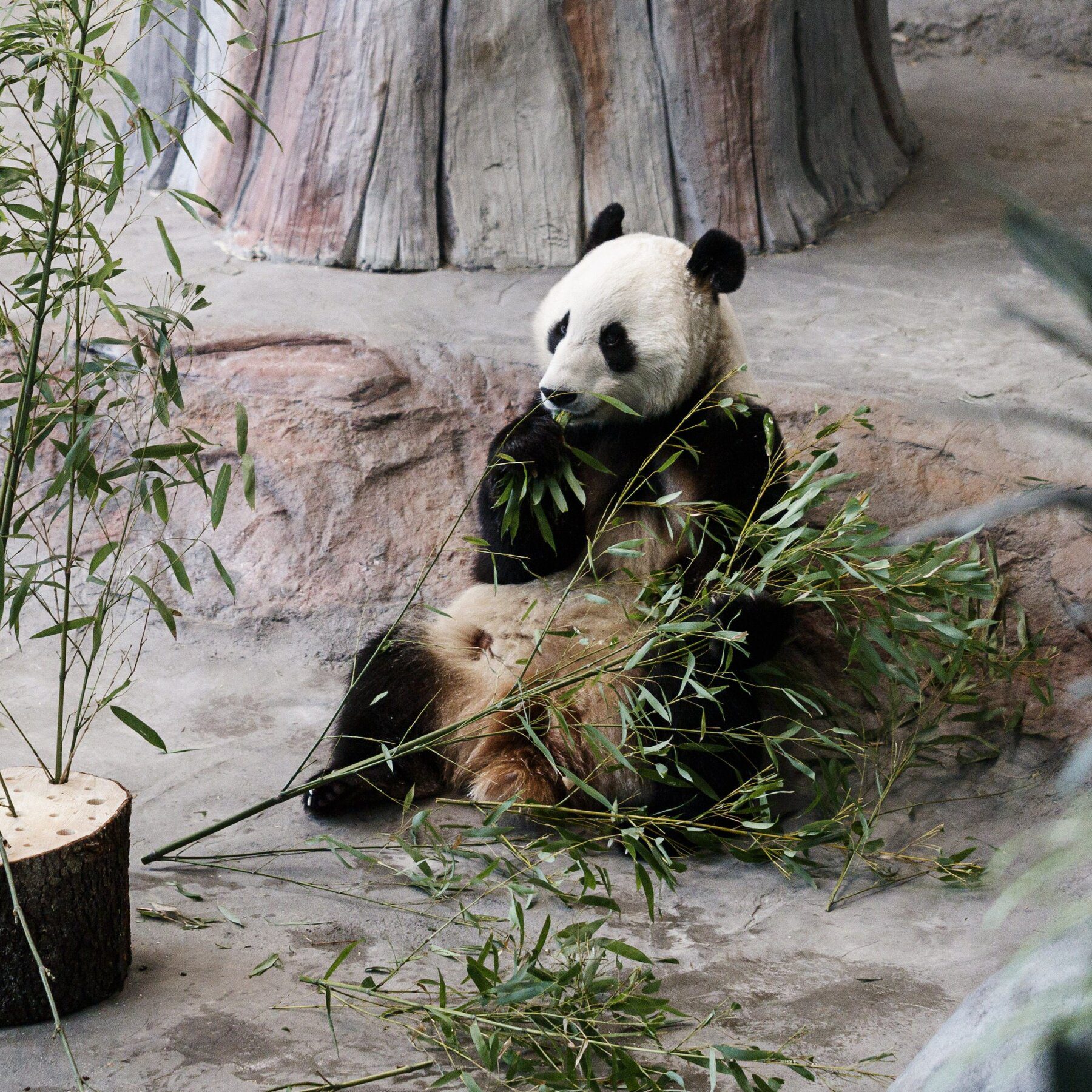 Finnish Zoo Returning Pandas To China Because Of Cost