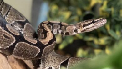 3 Siblings Die Of Snakebite In Odisha