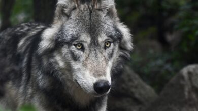 Amid Wolf Attack Fears, Up Villagers Kill Dog That Attacked 3 People