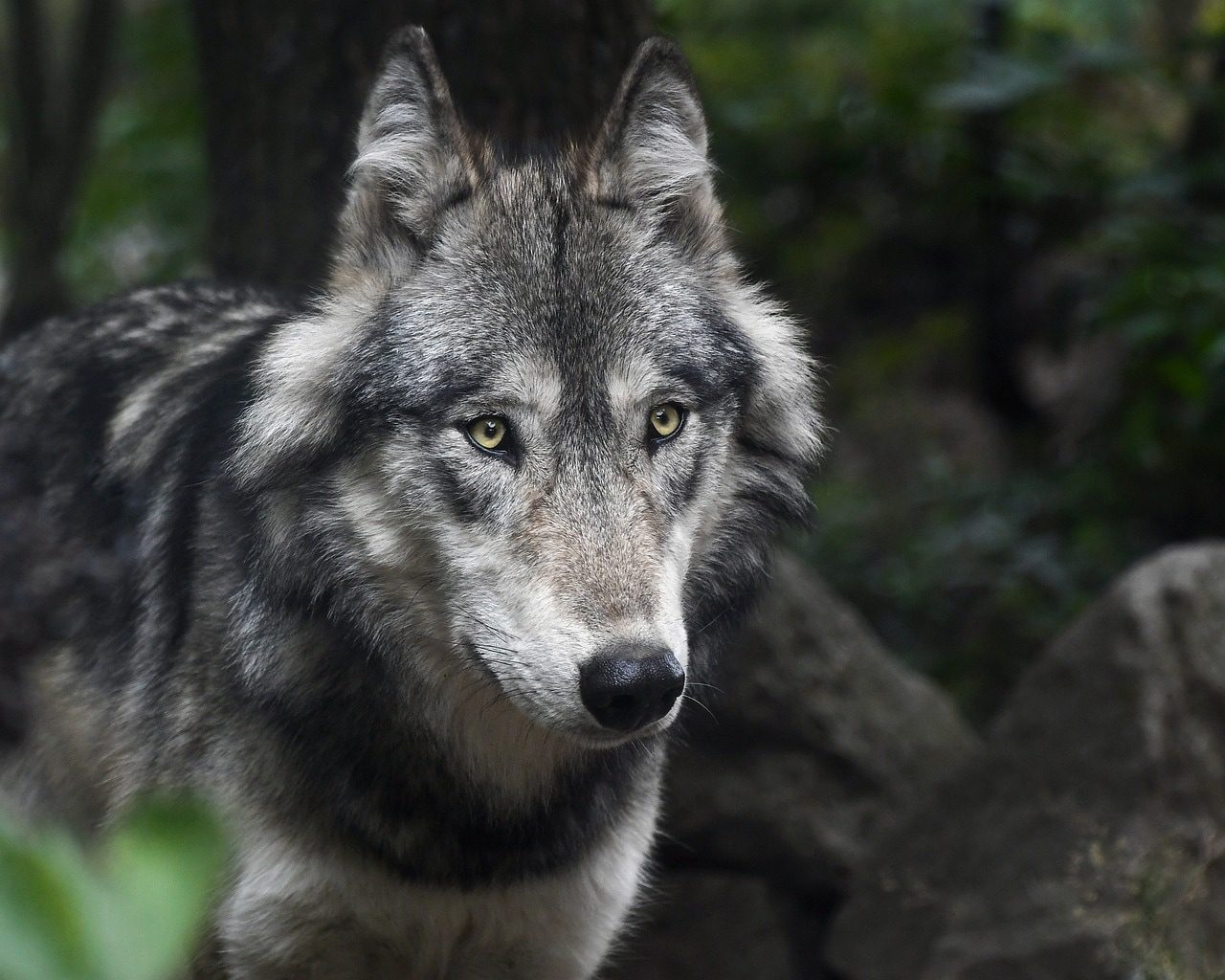 Wolf Attacks: Up Declares Bahraich "wildlife Disaster" Affected Area