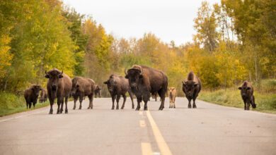 5 Bison Killed In Collision At Elk Island National Park