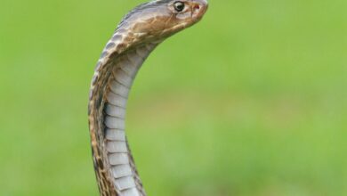 Telangana Man Shoots Reel With Cobra In Mouth, Dies After Being Bitten