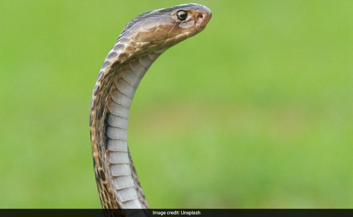 Telangana Man Shoots Reel With Cobra In Mouth, Dies After Being Bitten