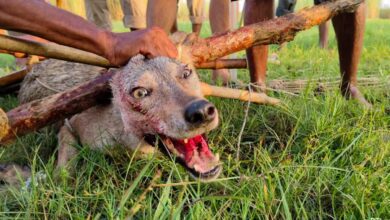 "grabbed Neck, Then...": How Up Woman, 50, Survived Wolf Attack