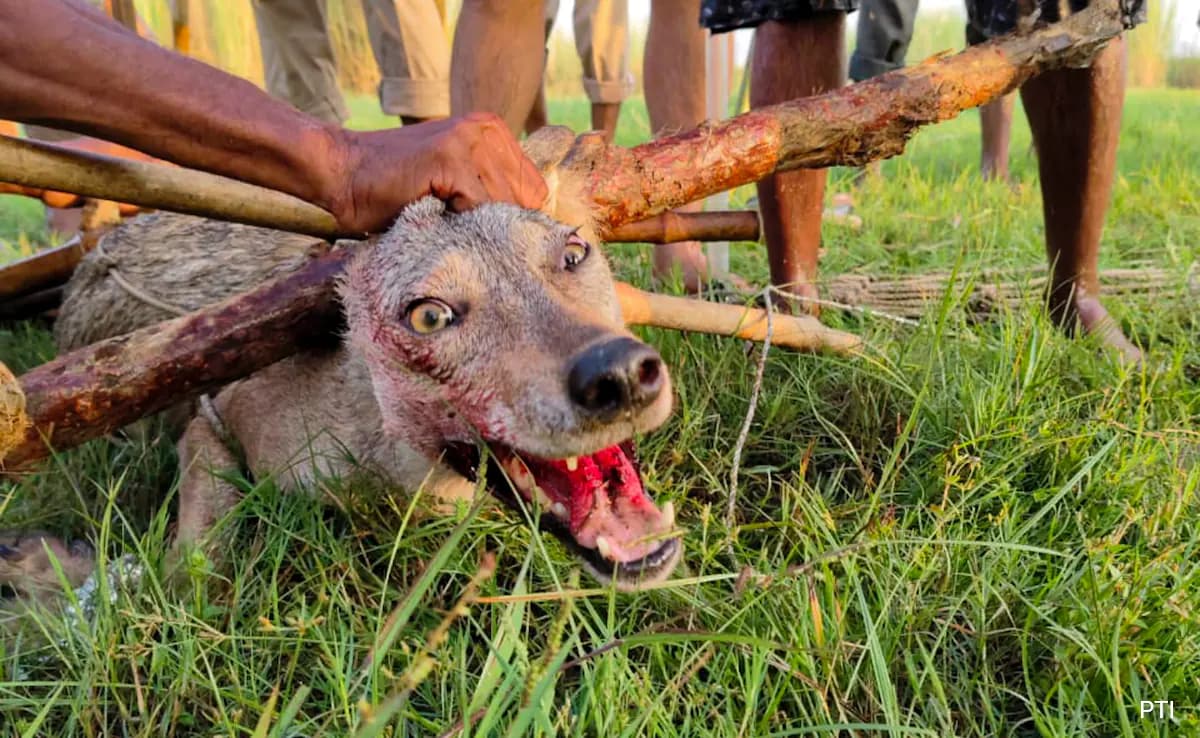 "grabbed Neck, Then...": How Up Woman, 50, Survived Wolf Attack