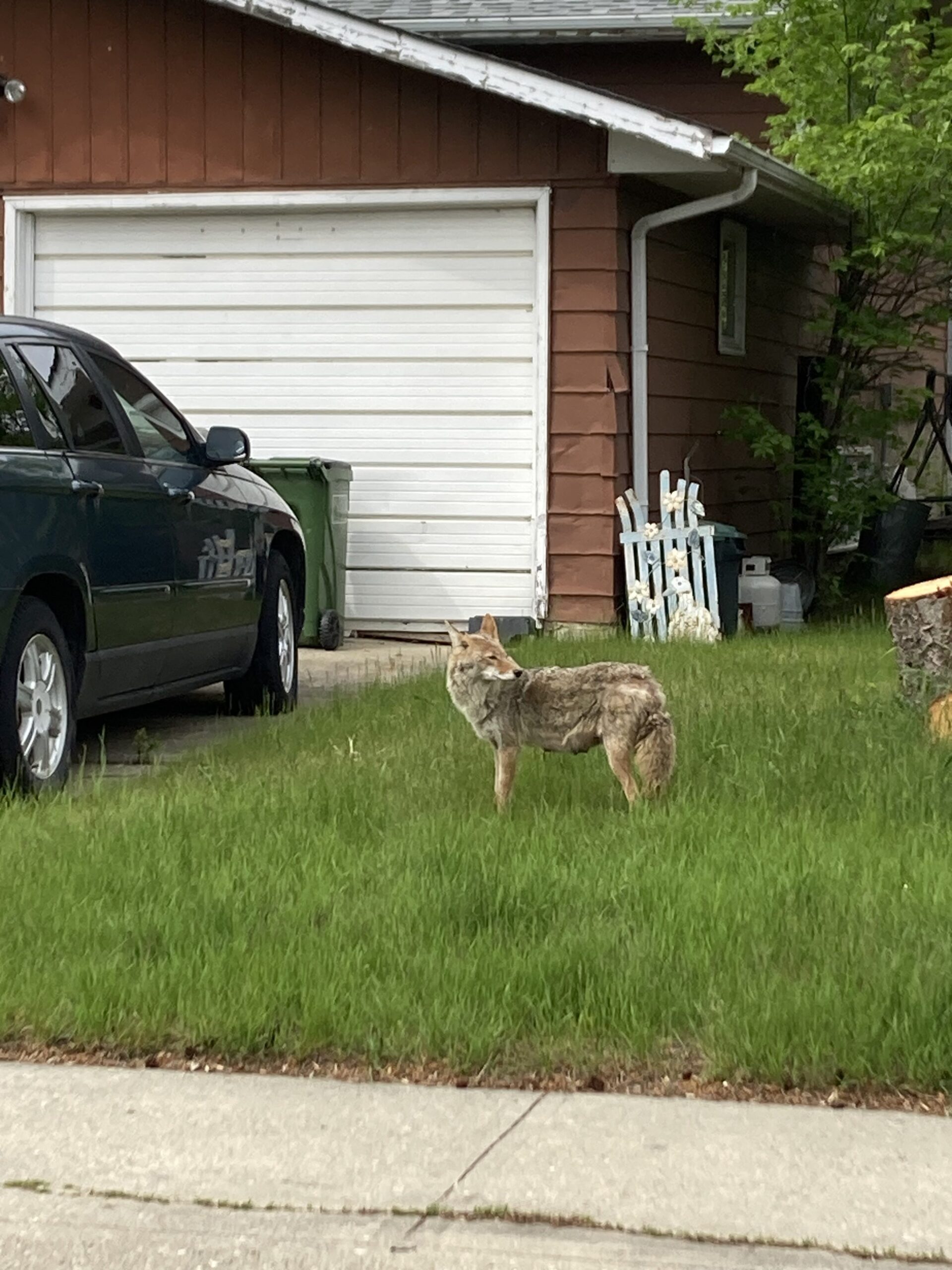 Call To Remove Coyotes From Edmonton Neighbourhood Because Of Safety Concerns