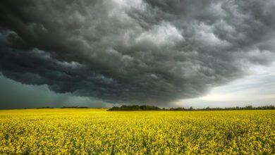 Canola Farmers Say China Retaliatory Probe ‘one More Thing’ To Worry About