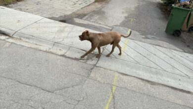 ‘violent Dogs’ Attacking Regina’s Cathedral Neighbourhood