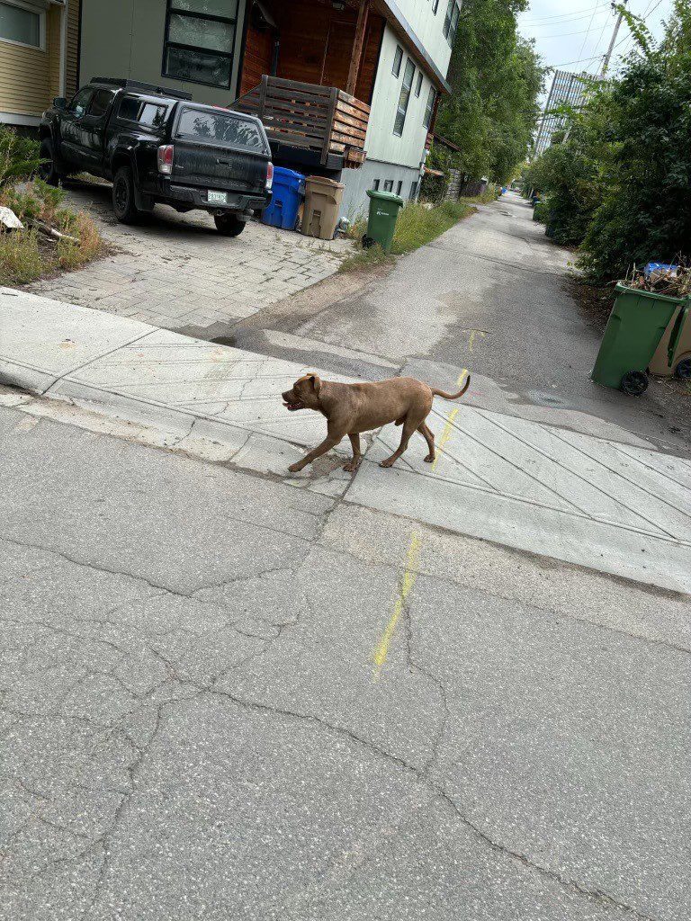 ‘violent Dogs’ Attacking Regina’s Cathedral Neighbourhood