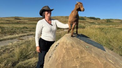 Three Legged Goat Named Lady Gaga Part Of Calgary’s Eco Friendly Weed Control