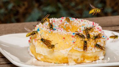 Wasp Frenzy? Why You Might Be Getting Stung More This Year