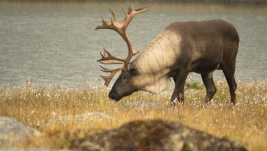 Jasper’s Caribou Breeding Program Slowly Recovers After Wildfire