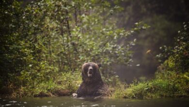 Recent Grizzly Bear Attack In Alberta Linked To Fatal Incident 3 Years Ago