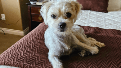 Kelowna Senior Shocked After Dog Was Taken From Her During Evening Walk