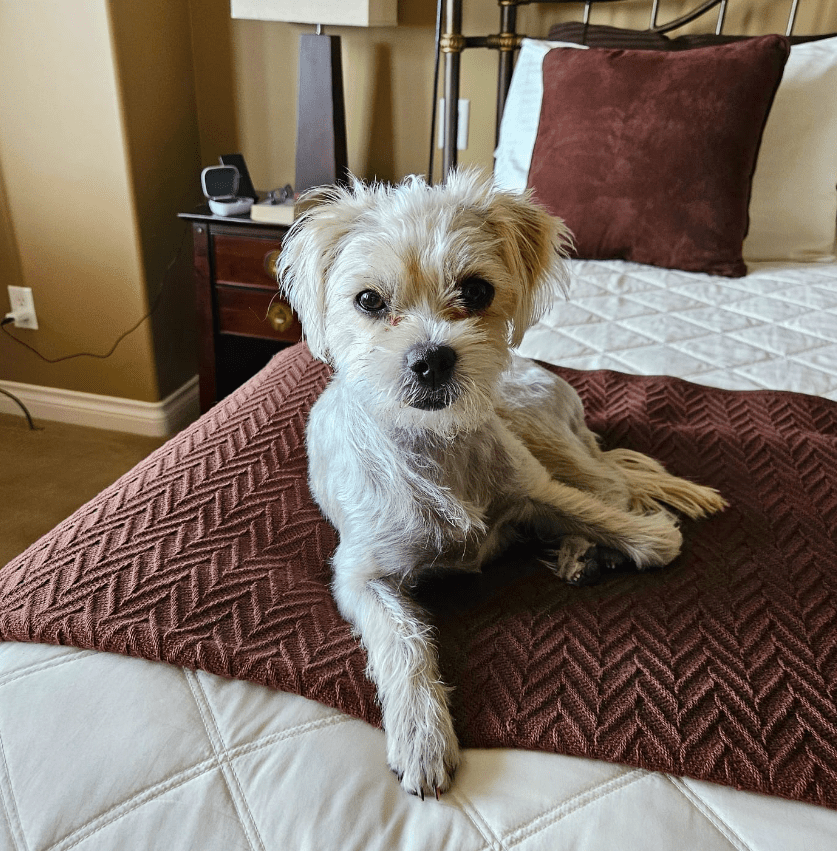 Kelowna Senior Shocked After Dog Was Taken From Her During Evening Walk