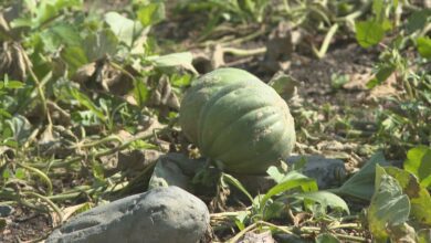 Montreal Melon, Once Thought To Be All But Gone, Makes Long Awaited Comeback