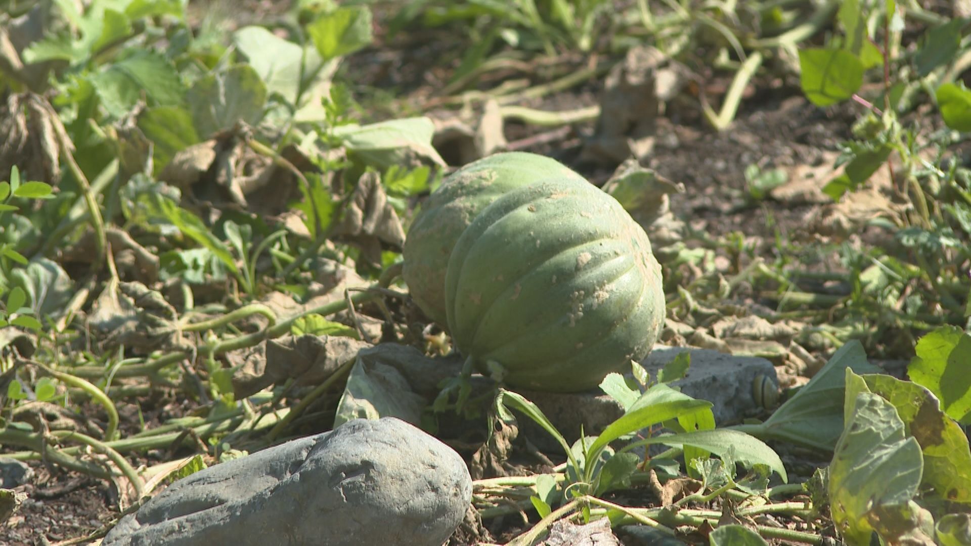 Montreal Melon, Once Thought To Be All But Gone, Makes Long Awaited Comeback