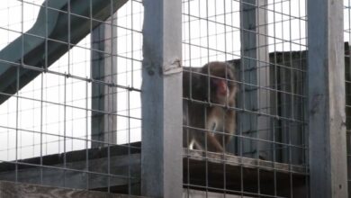 Activists Call For Boogie The Monkey To Be Removed From Ontario Roadside Zoo