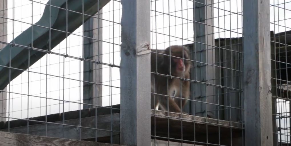 Activists Call For Boogie The Monkey To Be Removed From Ontario Roadside Zoo