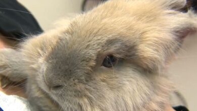 No, A ‘picture Of A Bunny’ Is Not Proof Of Indigeneity: Federal Government
