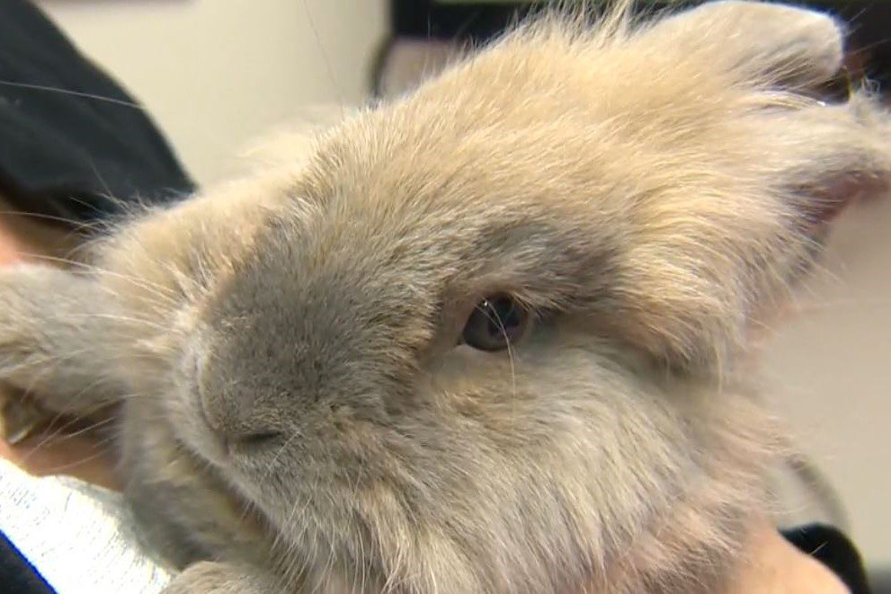 No, A ‘picture Of A Bunny’ Is Not Proof Of Indigeneity: Federal Government