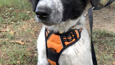 Global Okanagan’s Adopt A Pet