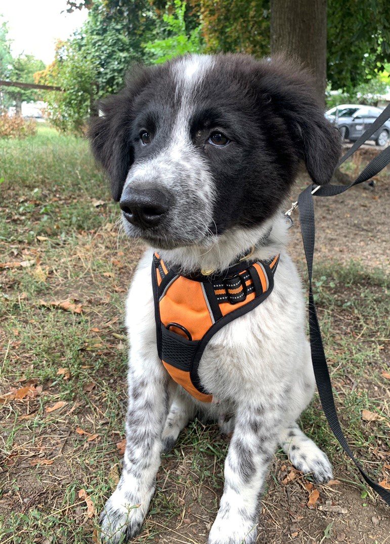 Global Okanagan’s Adopt A Pet