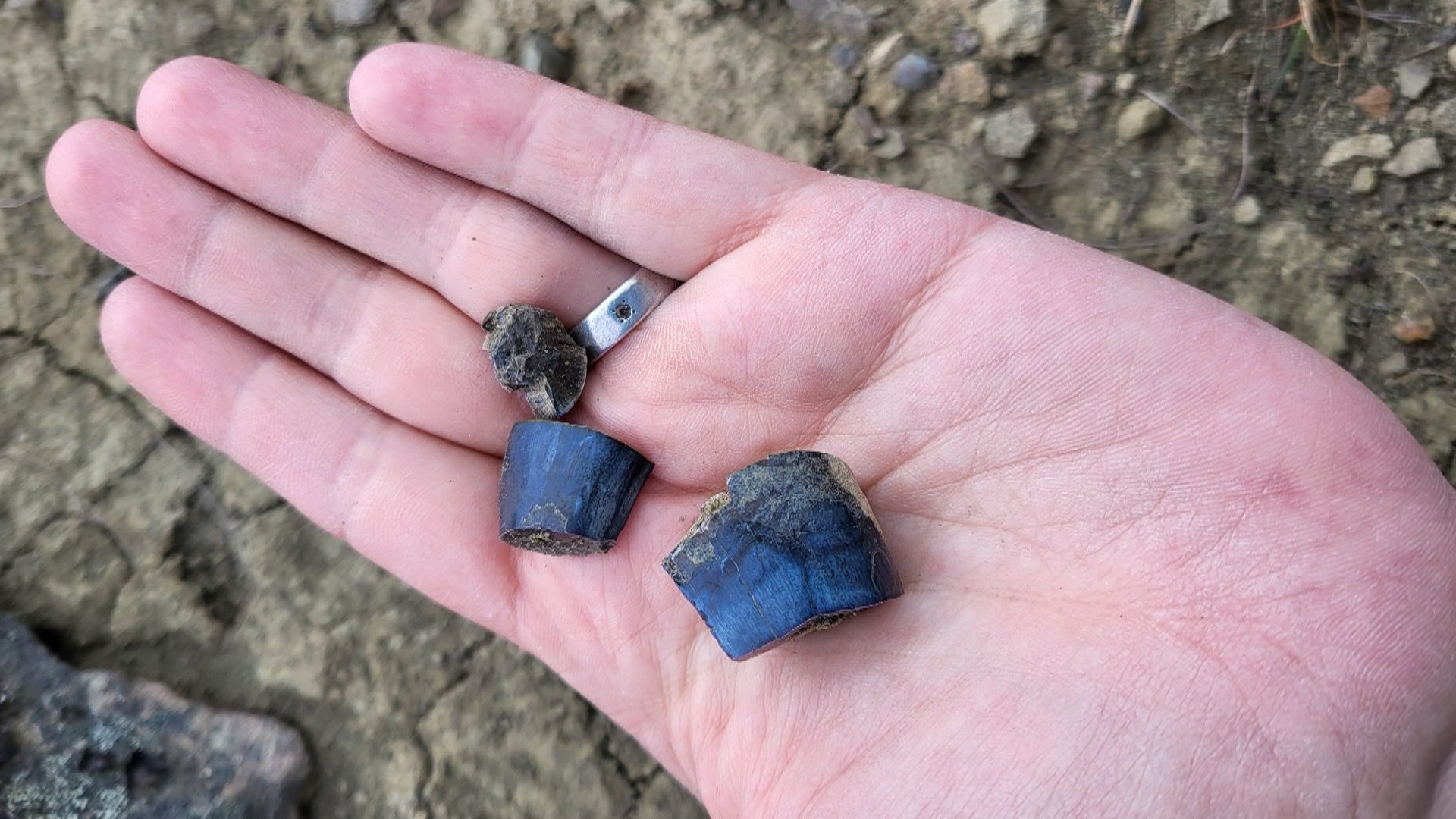 More Than 90 Dinosaur Fossils Discovered In Northern B.c.