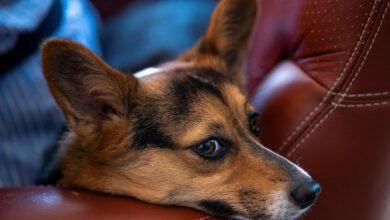 Pet Food Recalled Over Possible Salmonella, Listeria Contamination