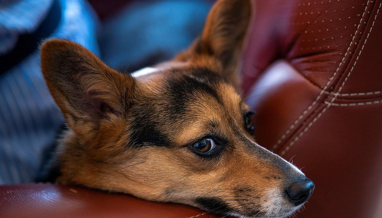 Pet Food Recalled Over Possible Salmonella, Listeria Contamination