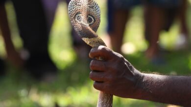 Villagers Burn Snake Alive On Funeral Pyre After It Kills Man In Chattisgarh