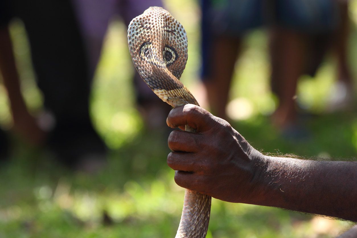 Villagers Burn Snake Alive On Funeral Pyre After It Kills Man In Chattisgarh