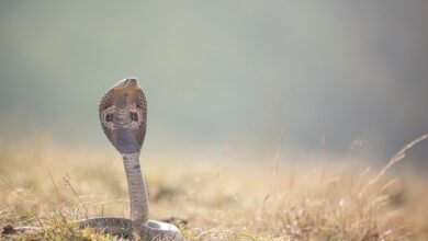3 Children, Sleeping Together In Fear Of Elephant Attack, Die Of Snake Bite