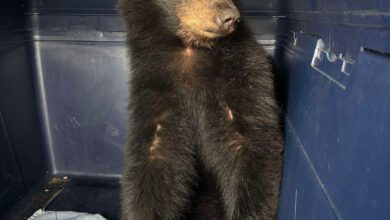 Bear Cub Fed Taco Bell, Sits In Back Of Van During 10 Hour Ontario Trip: Charity