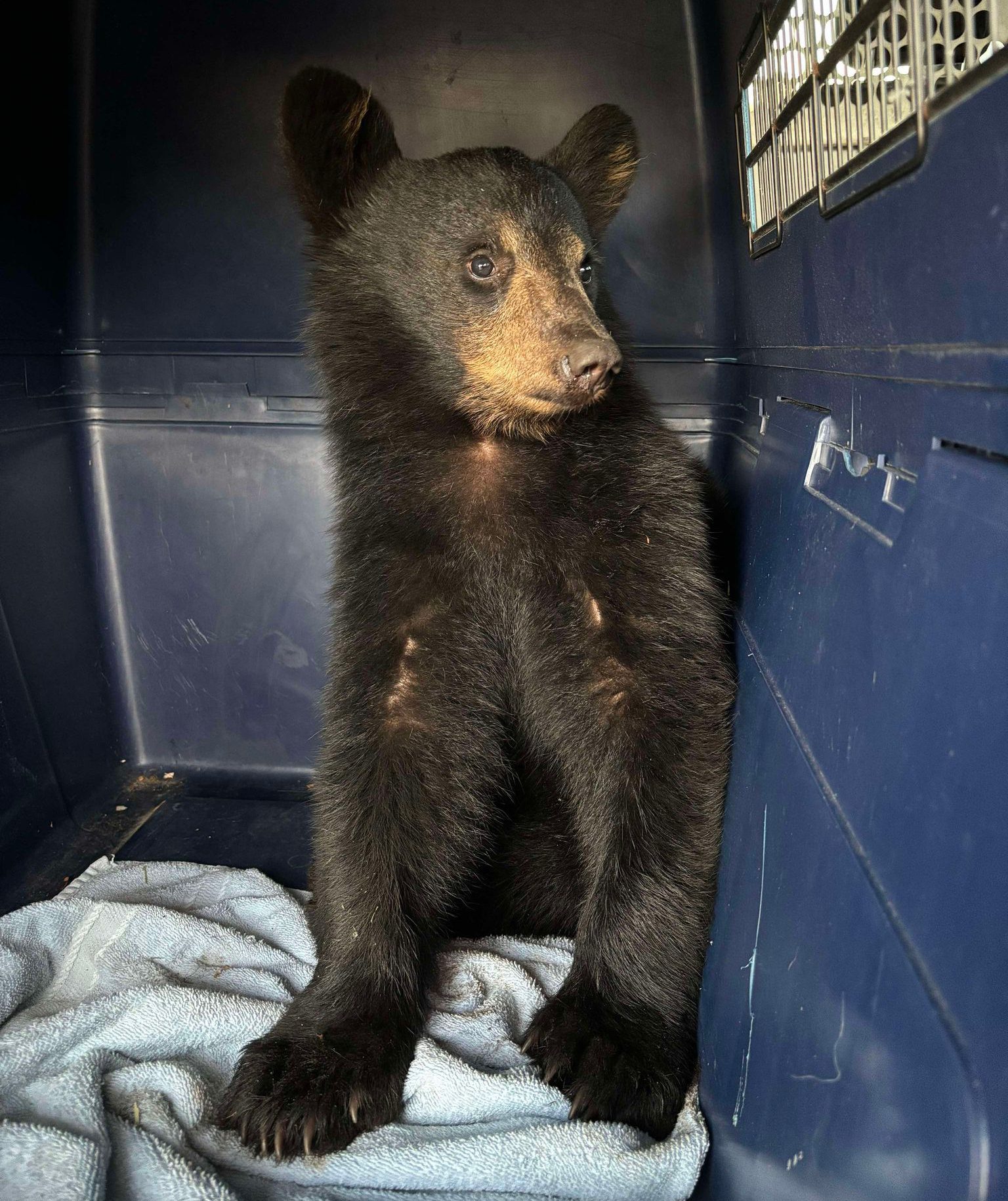 Bear Cub Fed Taco Bell, Sits In Back Of Van During 10 Hour Ontario Trip: Charity