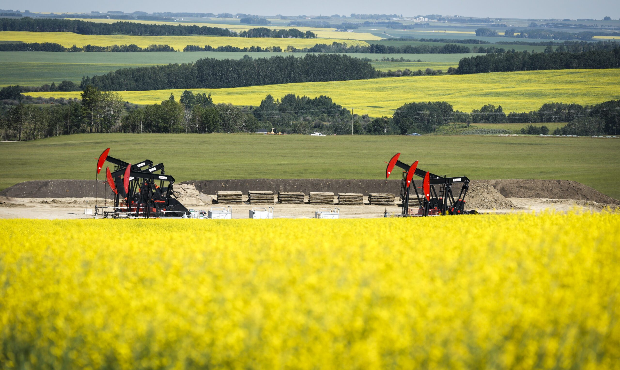 China Hits Canada With Anti Dumping Canola Probe After Ev Tariffs