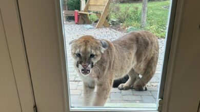 Cougar That Killed Alberta Family’s Cat Returns To House Hours Later: ‘it Was Terrifying’
