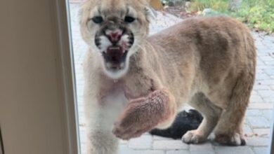 Young Cougar Kills Alberta Family’s Cat, Hisses And Paws At Them Through Window